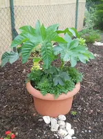 DSCN2252.webp