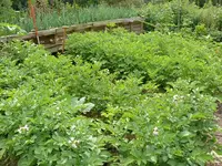 Kartoffeln.webp
