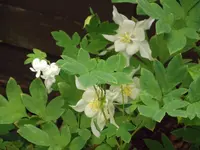 DSCF2774.webp