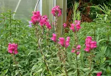Blumen1.webp