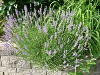 Lavendel.webp