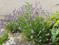 Blumen Lavendel.webp
