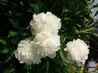 Blumen Pfingstrosen.webp