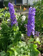 Blumen Rittersporn.webp