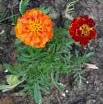 Blumen Tagetes1.JPG