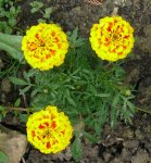 Blumen Tagetes.JPG