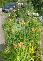 Blumenbeet.webp