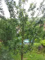zwetschge01.webp