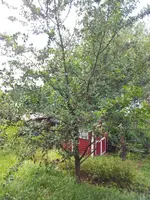 wildkirsche01.webp