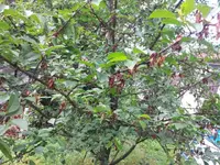 wildkirsche02.webp