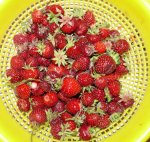 Erdbeeren Ernte 1.JPG