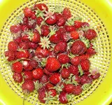 Erdbeeren Ernte 1.webp