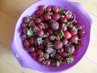 Erdbeeren Ernte.webp
