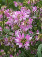 bunte Kronwicke.webp