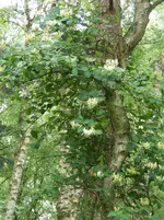 Echtes Geißblatt.webp