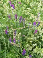Kassuben-Wicke mit.webp