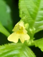 kleinblütiges Springkraut.webp