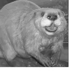 Meerschwein geändert.webp