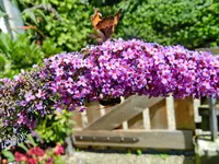 Schmetterling_035.webp