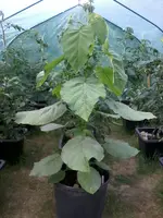 Zwergbaumtom28_6_13.webp