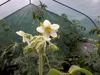 ZwergbaumtomBlüte27_6_13.webp