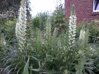 StraussglockenblumenI28_6_13.webp