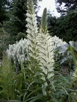 StraussglockenblumenII28_6_13.webp