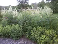 AconocononJohannis.webp