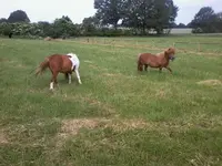 LottiLisaNeueWeide2.webp