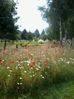 Wildblumenwiese.webp