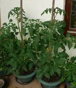 Tomaten Balkon1.webp