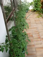 Tomaten Balkon.webp
