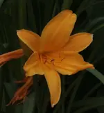 Taglilie dumortieri.webp