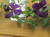 014.webp