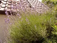 Lavendela.webp