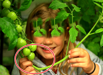 Tomatenrispe mit rauswachsendem neuem trieb1_900.webp