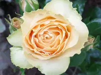 Hyde Park.webp