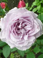 Novalis.webp