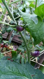 SAM_1283.webp