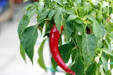 _MG_4596_bearbeitet-1.webp