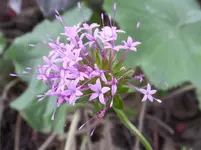 Rosenwaldmeister.webp