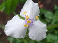 Dreimasterblume (2).webp