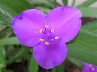 Dreimasterblume.webp