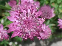 Sterndolde.webp