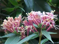 Lonicera.webp