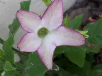 Ziertabak.webp