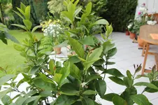 IMG_1932.webp