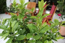 IMG_1934.webp
