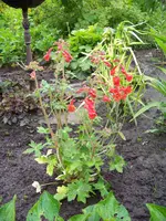 roter Zwergrittersporn.webp