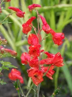 Delphinium nudicaule  Redcap.webp